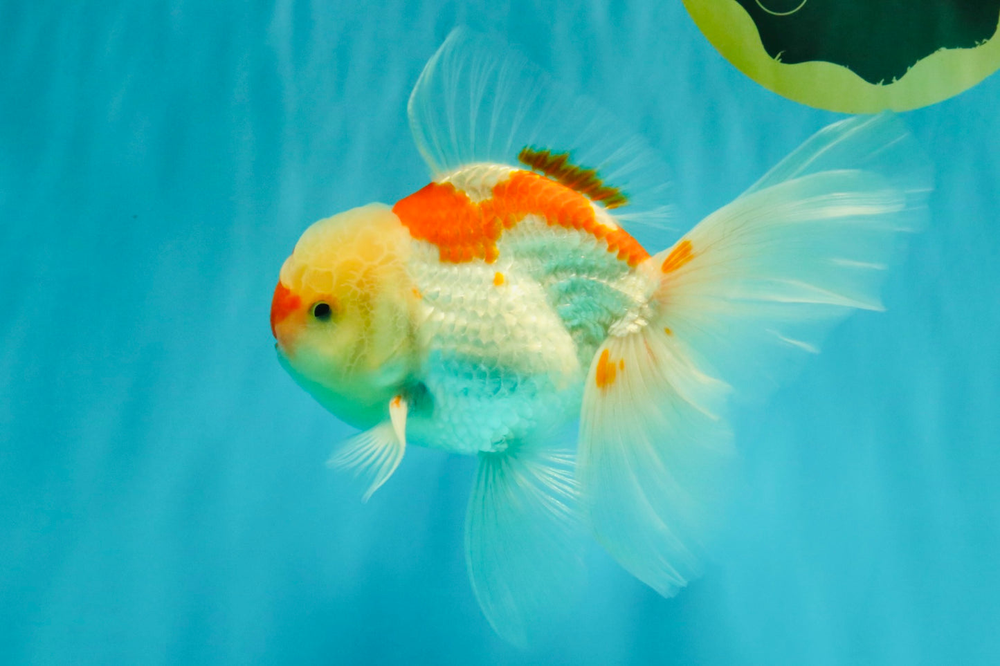 A Grade Red White Oranda Male 5.5-6 inches #082126OR_04