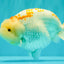 A Grade Polkadot Red White Buffalo Ranchu Male 6 inches #100926RC_29