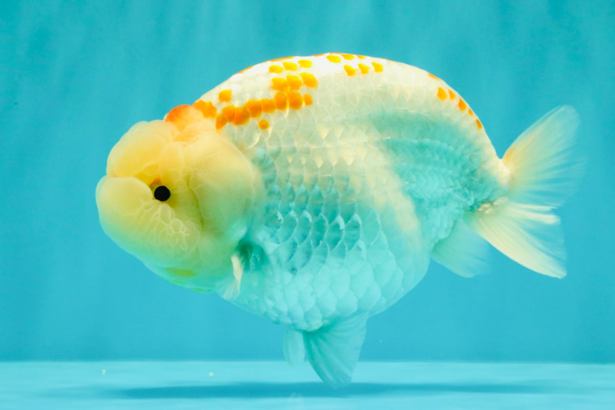 A Grade Polkadot Red White Buffalo Ranchu Male 6 inches #100926RC_29
