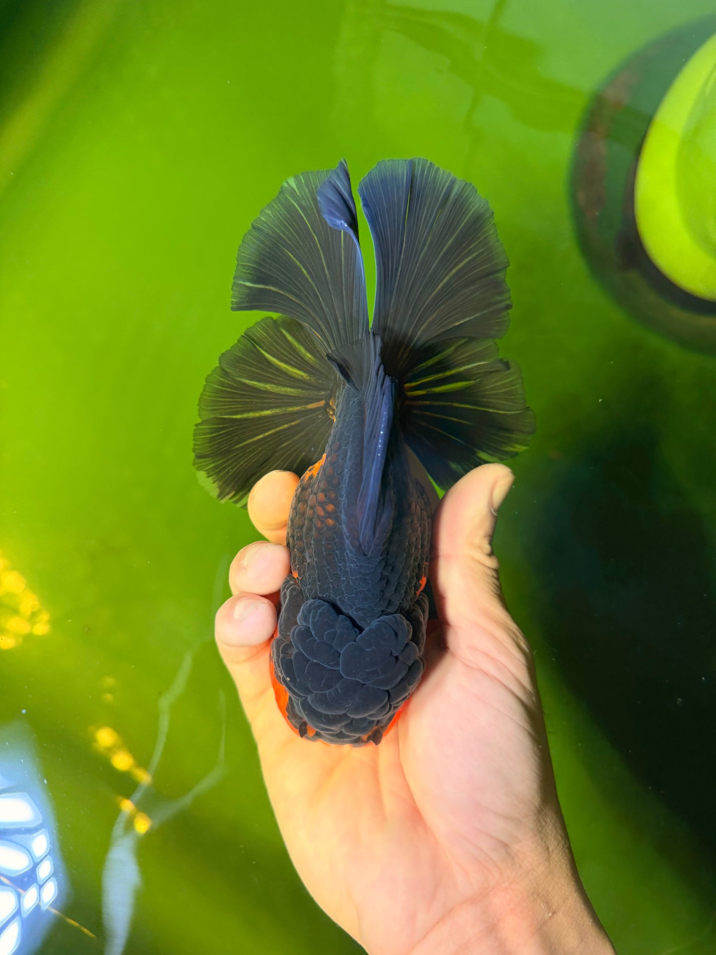 CHONKY A Grade Apache Oranda Male 5.5-6  inches #041026OR_13