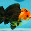 A Grade Red Head Pompoms Apache Yuanbao Male 5.5 inches #122024YB_09