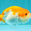 Red White LionChu Female 4.5 inches #070326LC_35