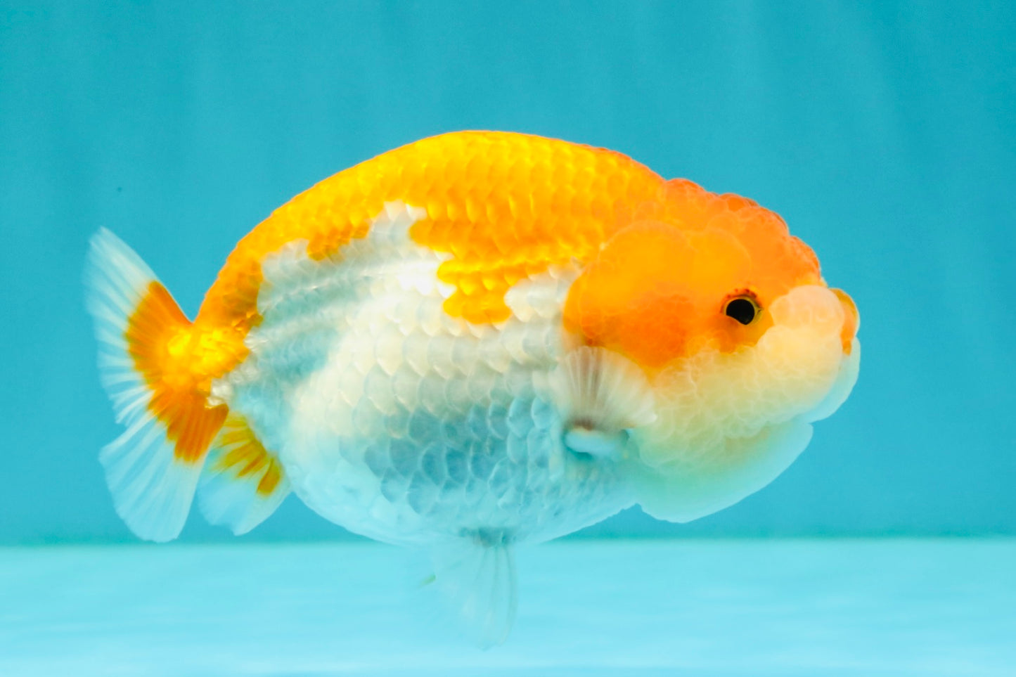 Red White LionChu Female 4.5 inches #070326LC_35