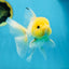 A Grade Lemonhead Button Eyes Oranda Male 5-5.5 inches #082225OR_21