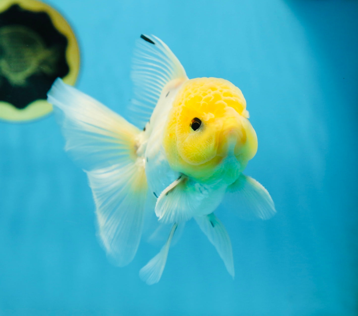 A Grade Lemonhead Button Eyes Oranda Male 5-5.5 inches #082225OR_21