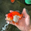 Cheeky Red White Oranda Female 5-5.5 inches #110124OR_02