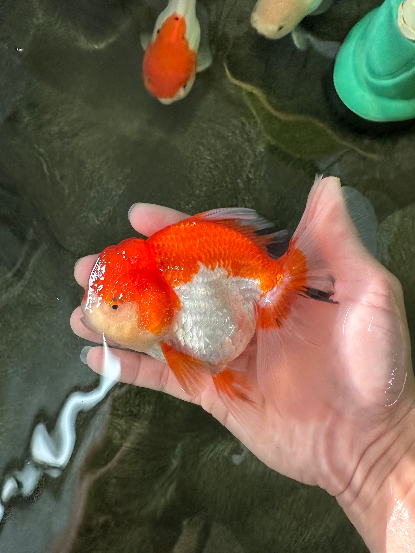 Cheeky Red White Oranda Female 5-5.5 inches #110124OR_02