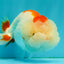 ADORABLE Red White LionChu Female 4.5 inches #050826LC_15