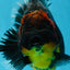 AAA Grade Dark Tiger Godzilla Oranda Female 6.5-7 inches #060625OR_13