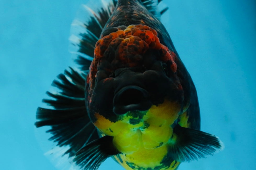 AAA Grade Dark Tiger Godzilla Oranda Female 6.5-7 inches #060625OR_13