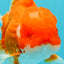 ANGER AAA Grade Red White Oranda Male 6 inches #032026OR_09