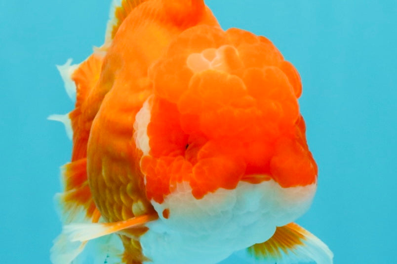 ANGER AAA Grade Red White Oranda Male 6 inches #032026OR_09