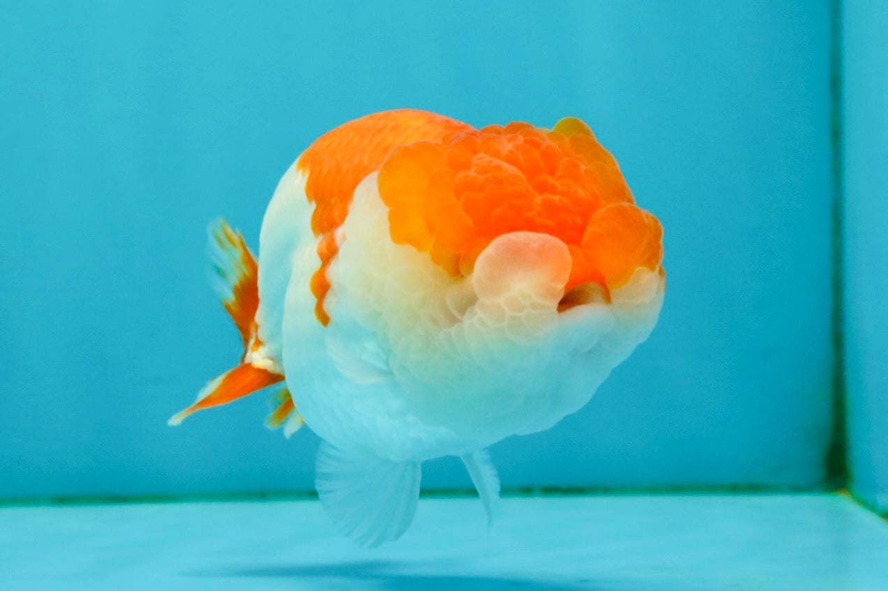 CHUBBY A Grade Red White LionQueen 4.5-5 inches #050126LC_23