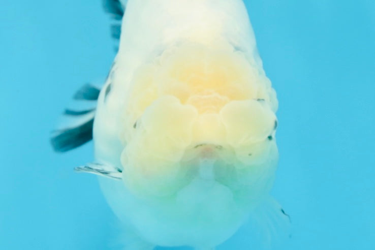 A Grade Marble Blue Back Sakura Lionking 4.5 inches #080125LC_16