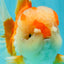 A Grade Red White Oranda Male 6 inches #081426OR_10