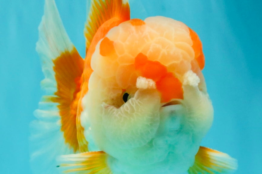 A Grade Red White Oranda Male 6 inches #081426OR_10