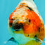 A Grade Kirin Oranda Female 5.5 inches #071726OR_16