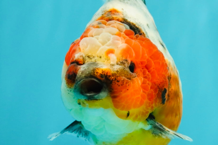 A Grade Kirin Oranda Female 5.5 inches #071726OR_16