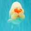 Red White Buffalo Ranchu Male 5.5-6 inches #100926RC_28