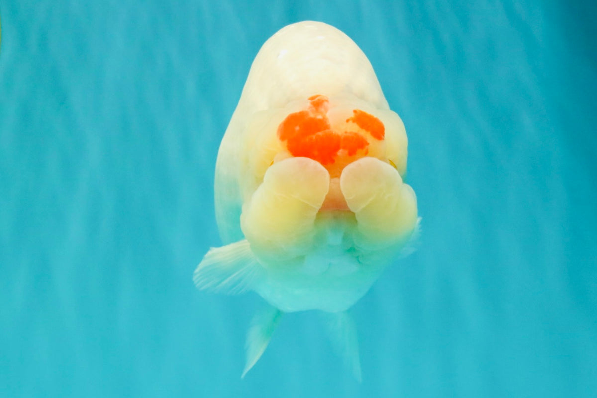 Red White Buffalo Ranchu Male 5.5-6 inches #100926RC_28