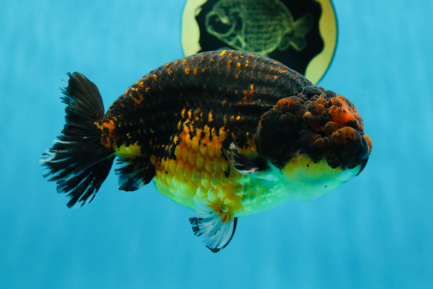 A Grade Kirin Ranchu Male 5 inches #062725LC_03