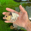 A Grade Lemonhead Panda Button Eyes Oranda Male 5.5 inches #1011OR_03