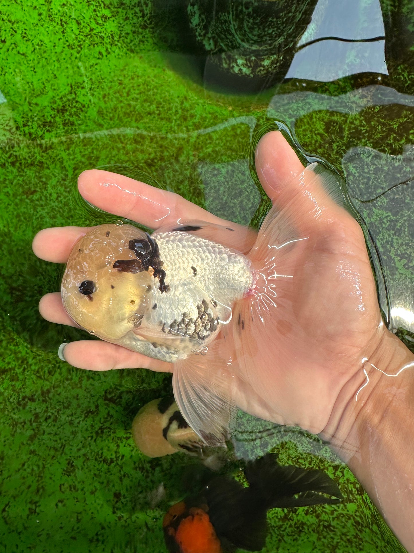 A Grade Lemonhead Panda Button Eyes Oranda Male 5.5 inches #1011OR_03