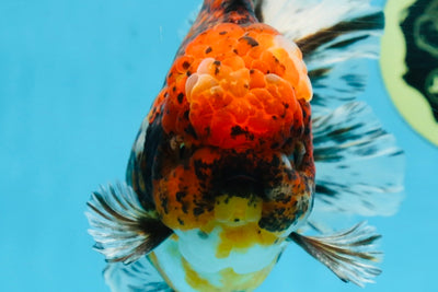 AAA Grade Calico Oranda Male 6 inches #101725OR_23