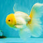 A Grade White Oranda Male 5.5-6 inches #080726OR_11