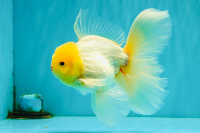 A Grade White Oranda Male 5.5-6 inches #080726OR_11