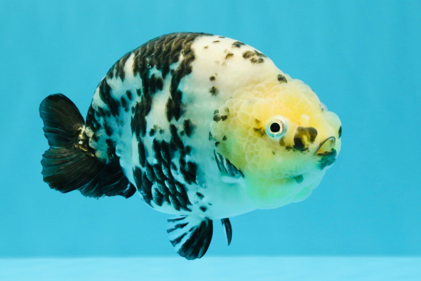 A Grade Cow Chinese Ranchu Female 5-5.5 inches #022726RC_20