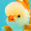 A Grade Red White Oranda Male 5.5 inches #071726OR_30