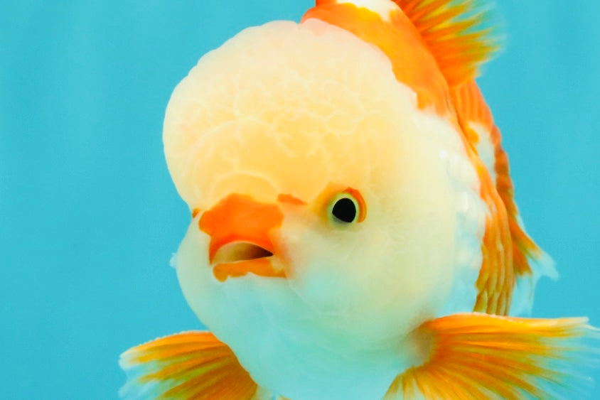 A Grade Red White Oranda Male 5.5 inches #071726OR_30