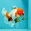 Red White Oranda Female 5.5 inches #110124OR_08