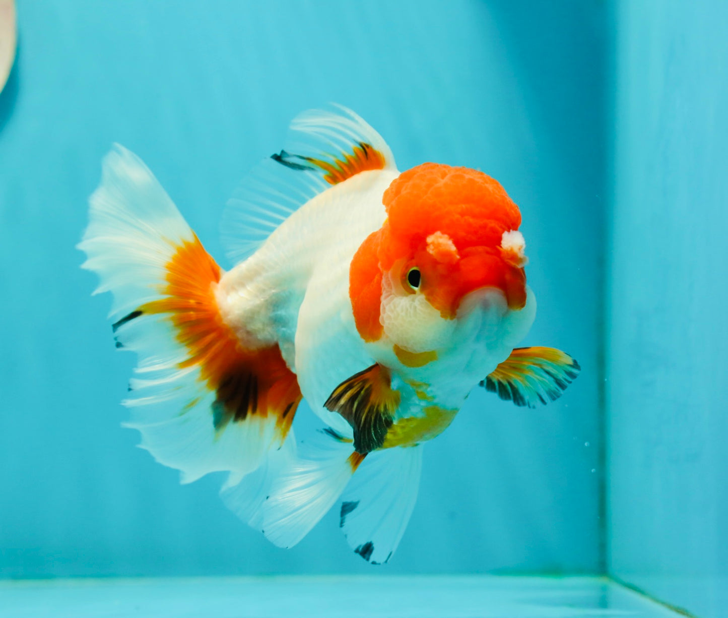 Red White Oranda Female 5.5 inches #110124OR_08