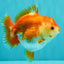 AAA Grade Red White Yuanbao Female 5 inches #062626YB_12