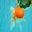 A Grade Red White Oranda Male 6 inches #082126OR_05