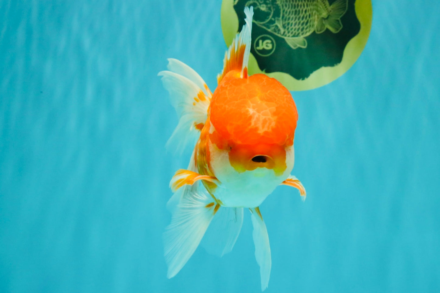 A Grade Red White Oranda Male 6 inches #082126OR_05