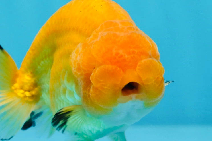 AAA Grade Young Golden Ranchu Male 3.5-4 inches #0719RC_09 – Jimmy Goldfish