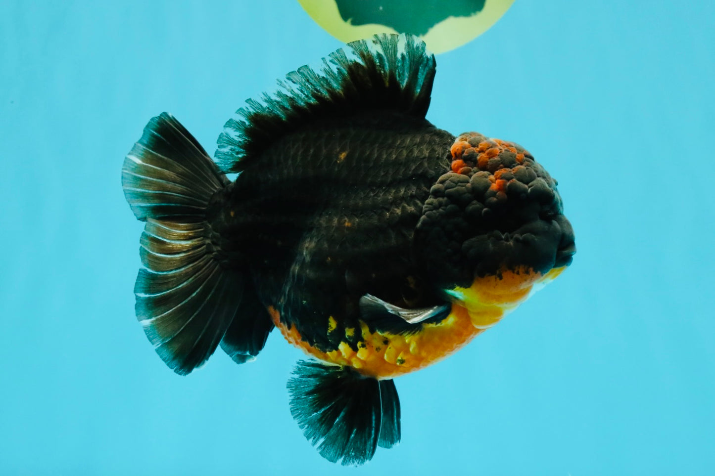 A Grade Dark Kirin Yuanbao Male 5 inches #032026YB_18