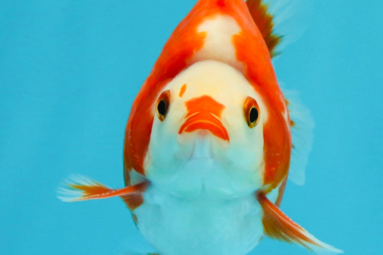 SUPER AAA Grade Red White Ryukin Male 4 inches #022726RK_16