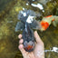 AAA Grade THICK BODY Calico Kirin Oranda Female 6 inches #080825OR_14