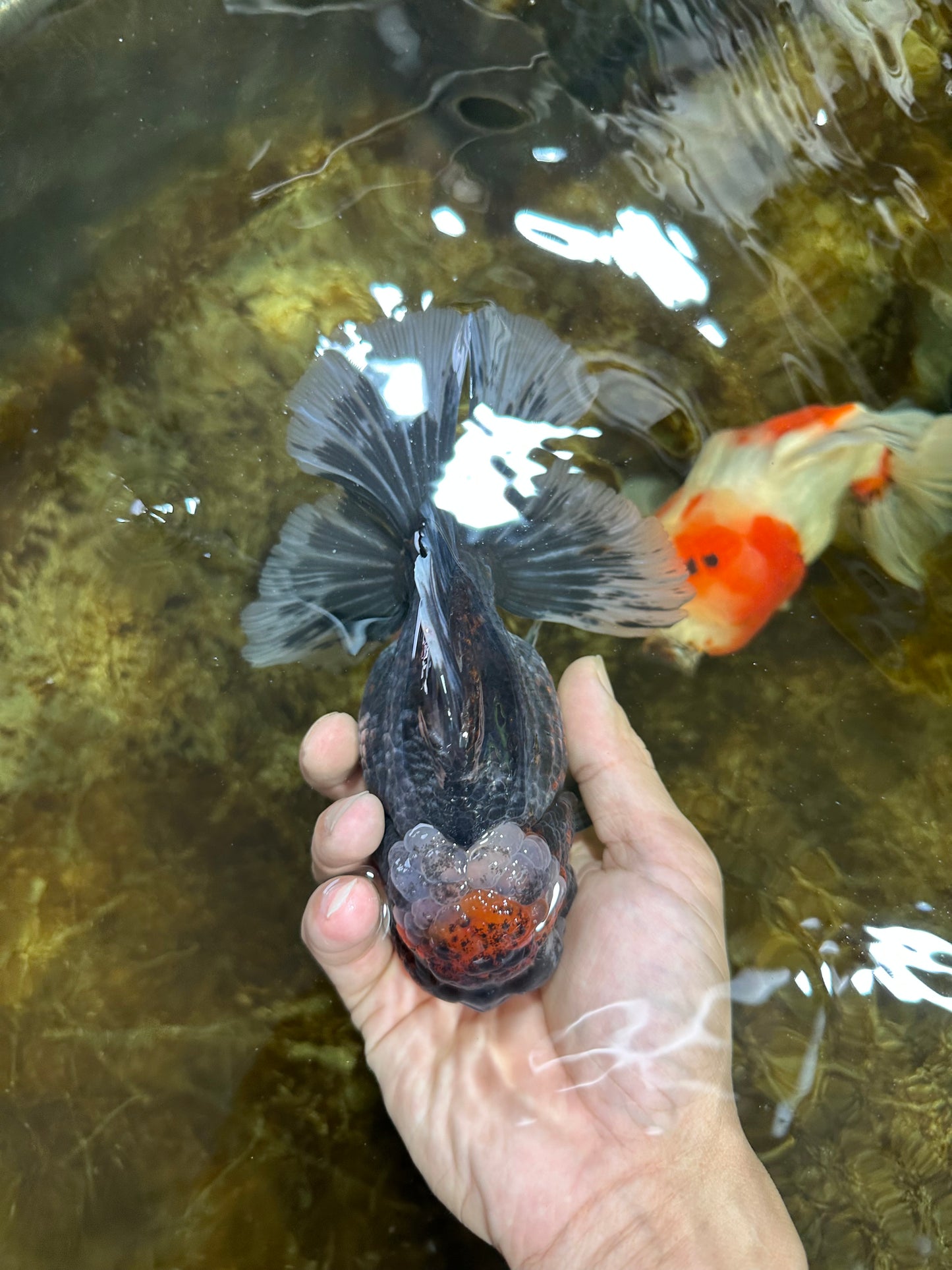 AAA Grade THICK BODY Calico Kirin Oranda Female 6 inches #080825OR_14