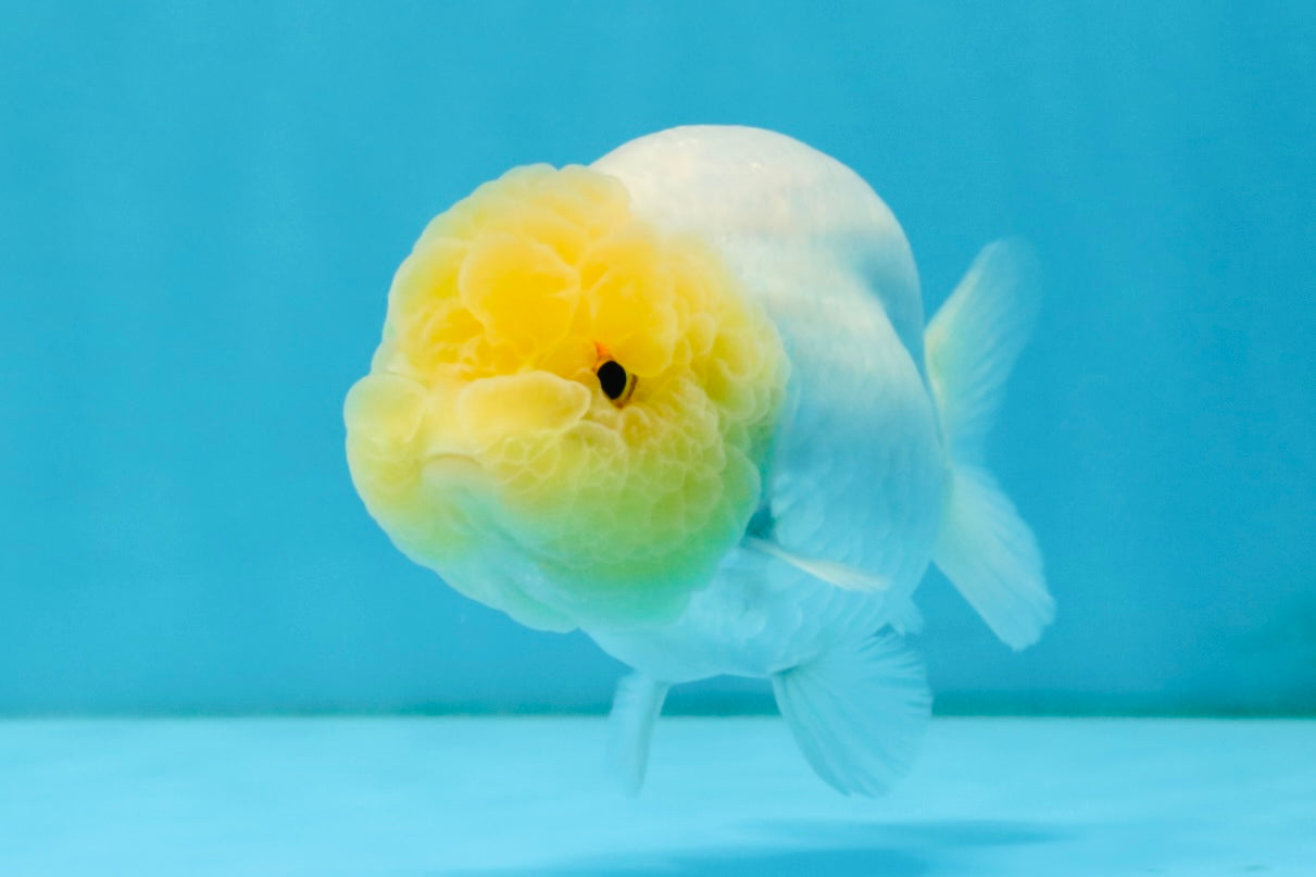 SUNNY AAA Grade Red White LionQueen 4.5 inches #032726LC_15