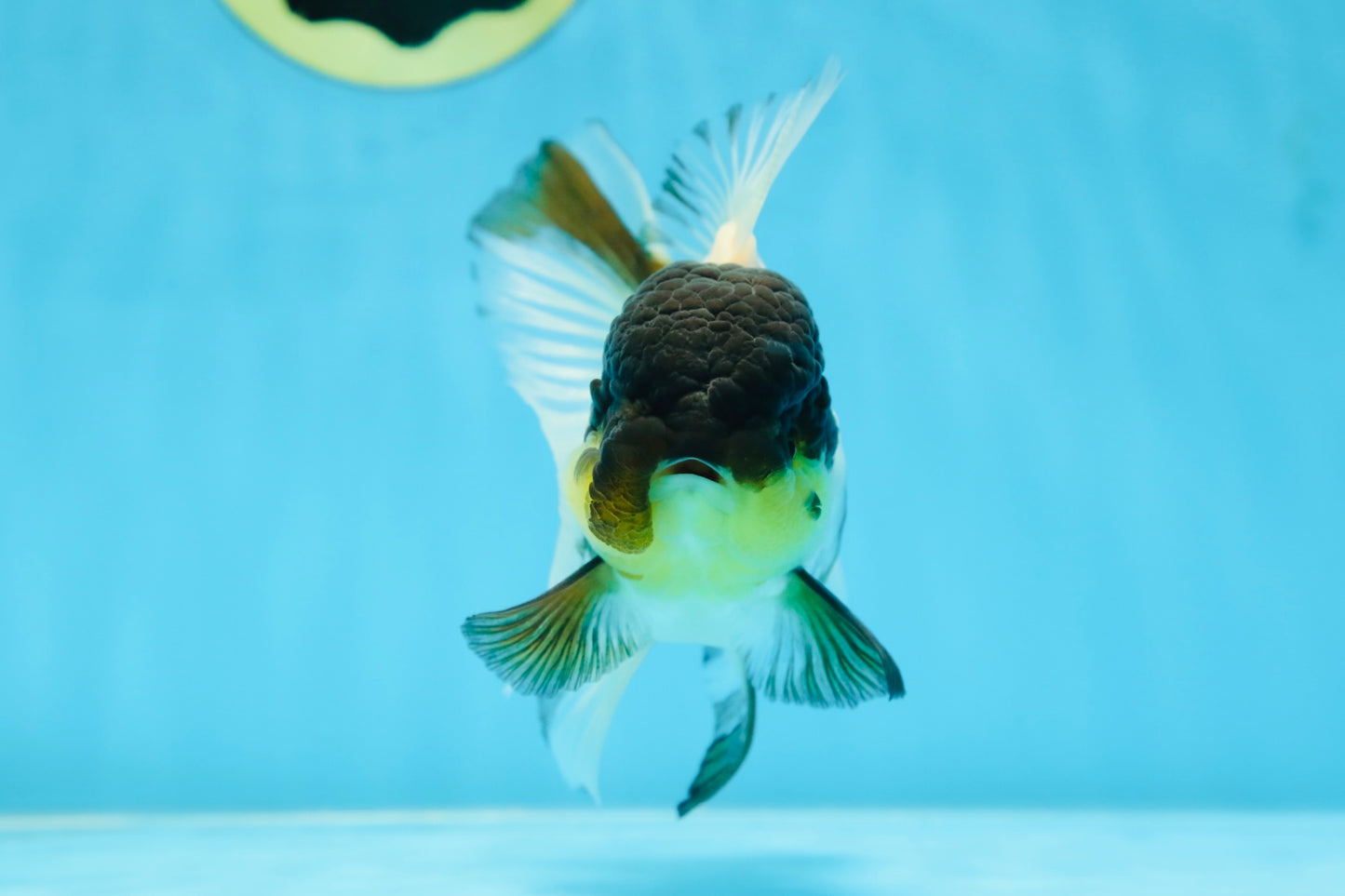 Panda Oranda Female 5 inches #080825OR_08