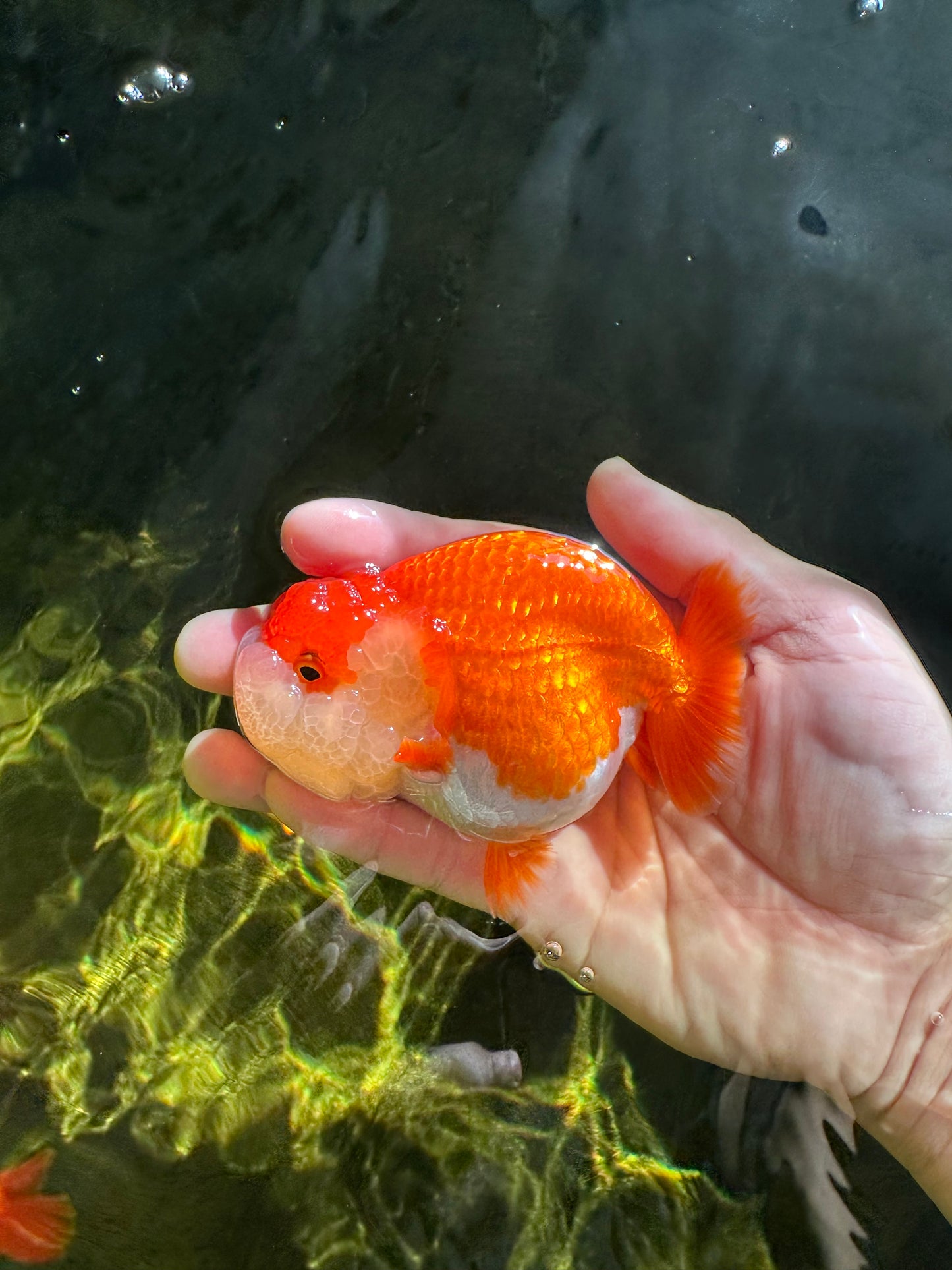 AAA Grade Peekaboo Red White LionQueen 4-4.5 inches #050925LC_15