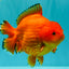 PUMPKIN AAA Grade Red Yuanbao Male 6 inches #101626YB_29