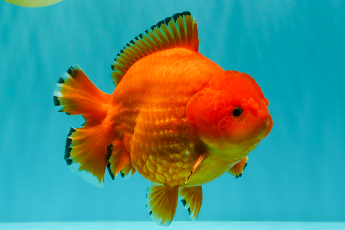 PUMPKIN AAA Grade Red Yuanbao Male 6 inches #101626YB_29
