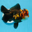 AAA Grade Bull Dog Lava Head  Oranda Female 5.5 inches #0719OR_07