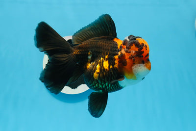 AAA Grade Bull Dog Lava Head  Oranda Female 5.5 inches #0719OR_07